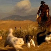 a cowboy herding cats