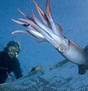 a diver next to a large squid